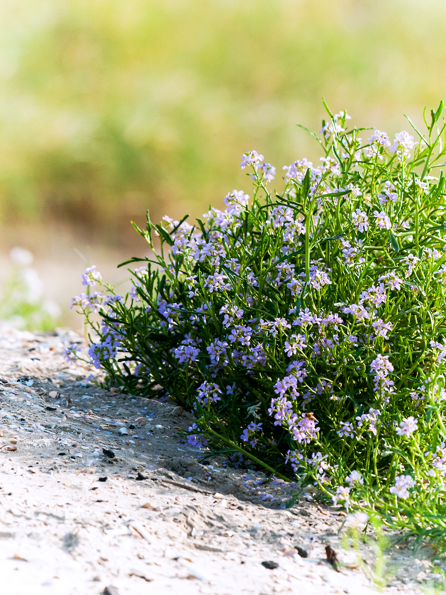 ISO 800 • 200-500mm • f5.6 • 1/3200