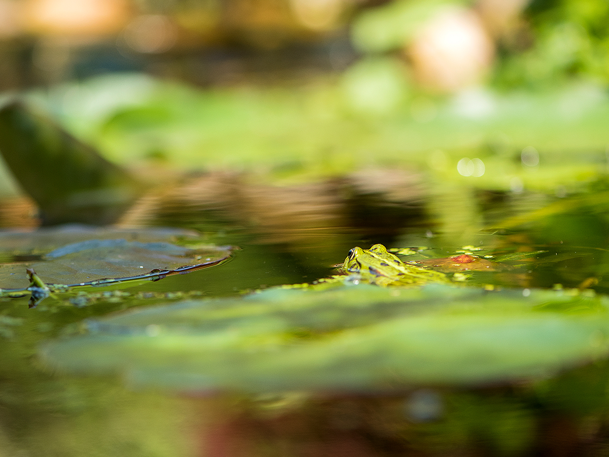 ISO 400 • 105mm • f4.5 • 1/1250