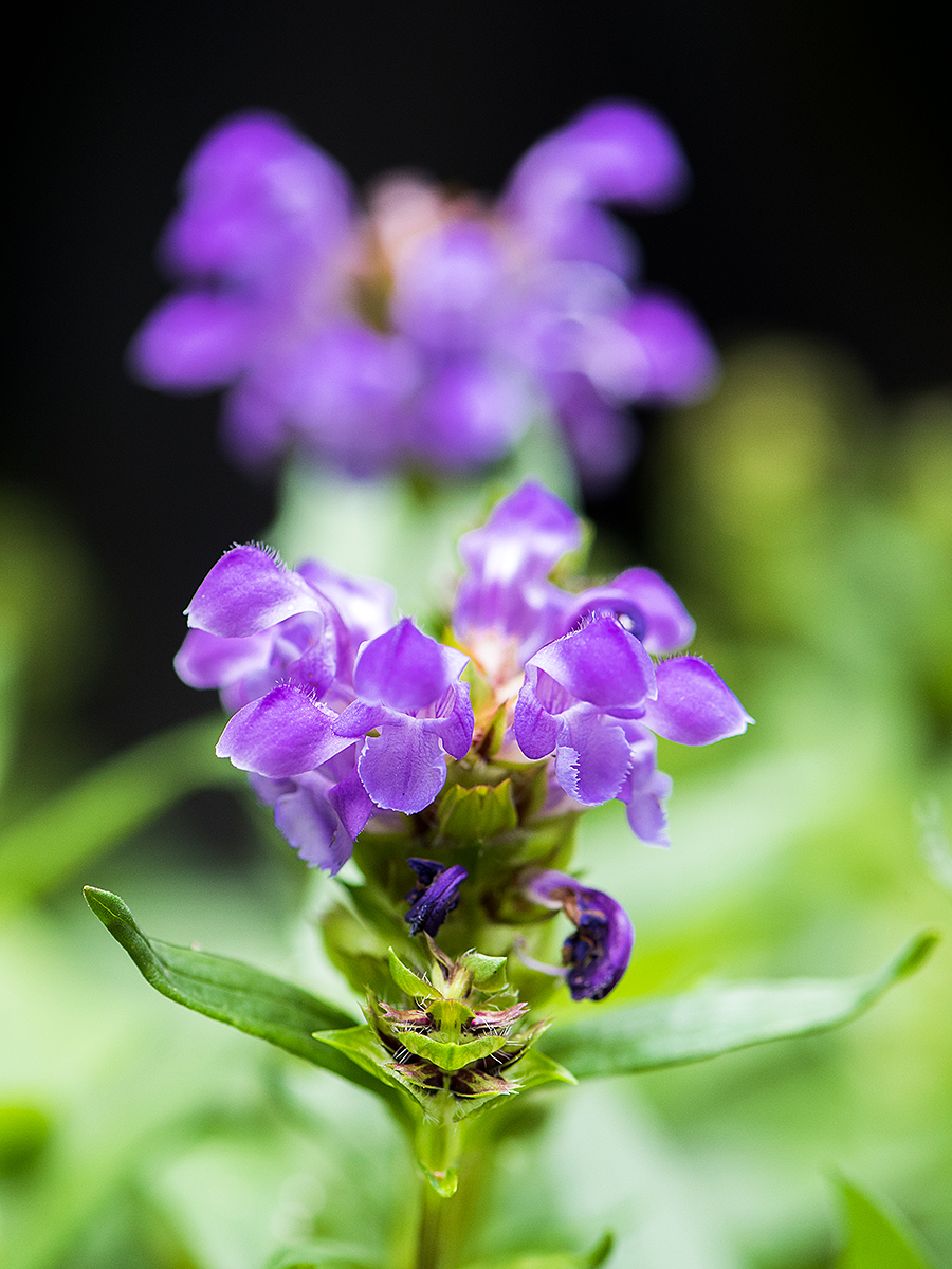 ISO 400 • 105mm • f5.6 • 1/160