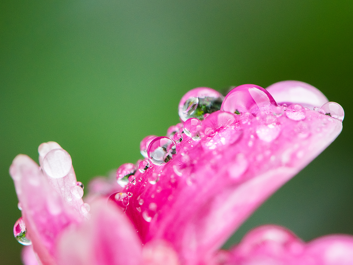 ISO 1000 • 105mm • f18 • 1/50