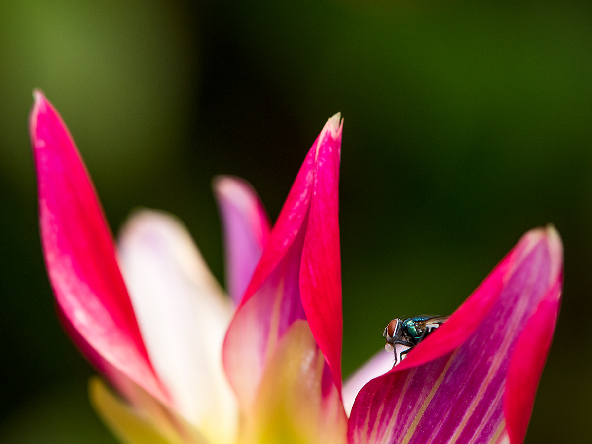 ISO 640 • 105mm • f8 • 1/1600