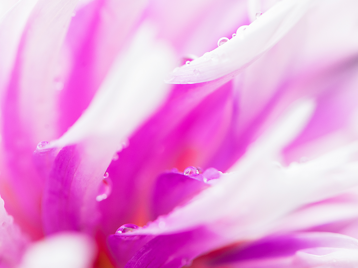 ISO 1000 • 105mm • f9 • 1/200