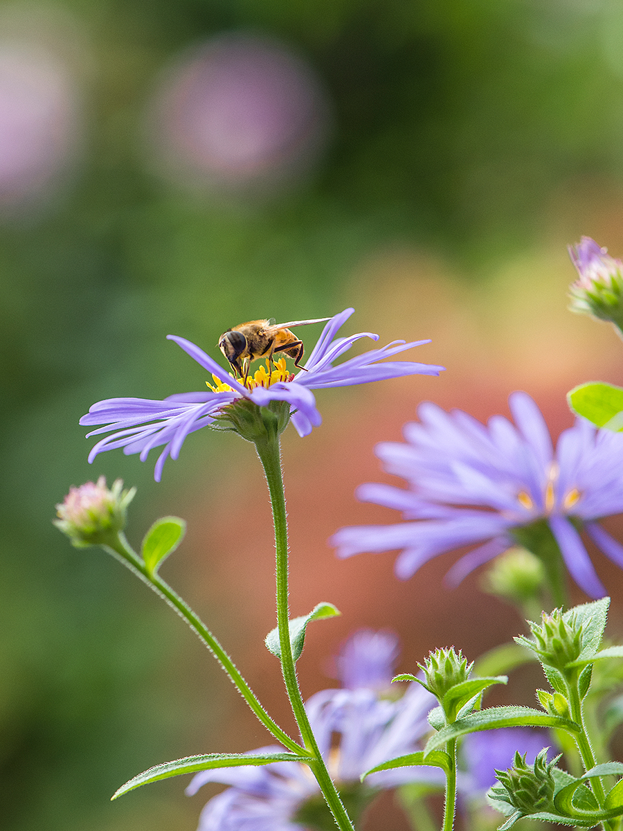 ISO 500 • 105mm • f8 • 1/500