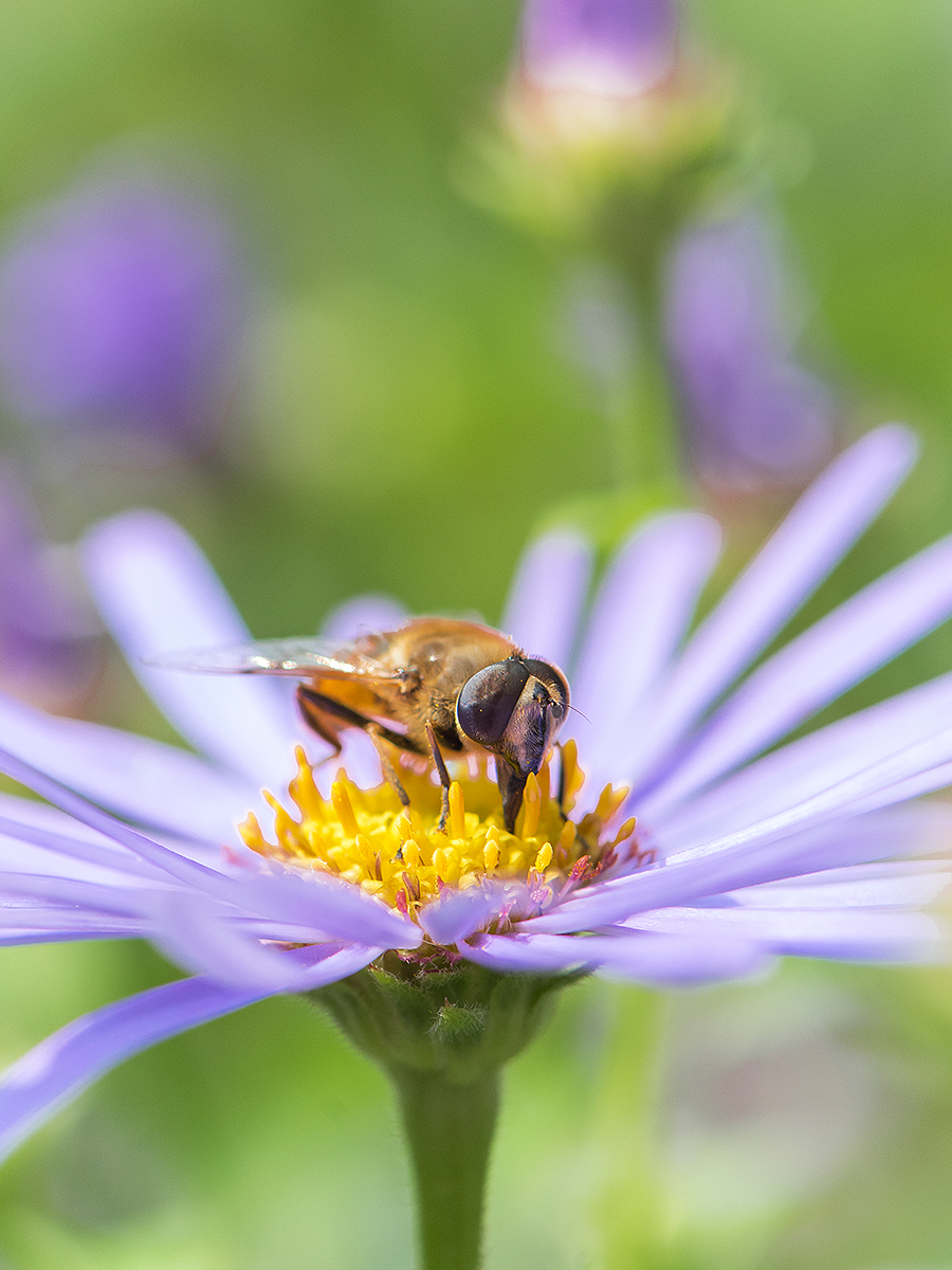 ISO 500 • 105mm • f8 • 1/1000