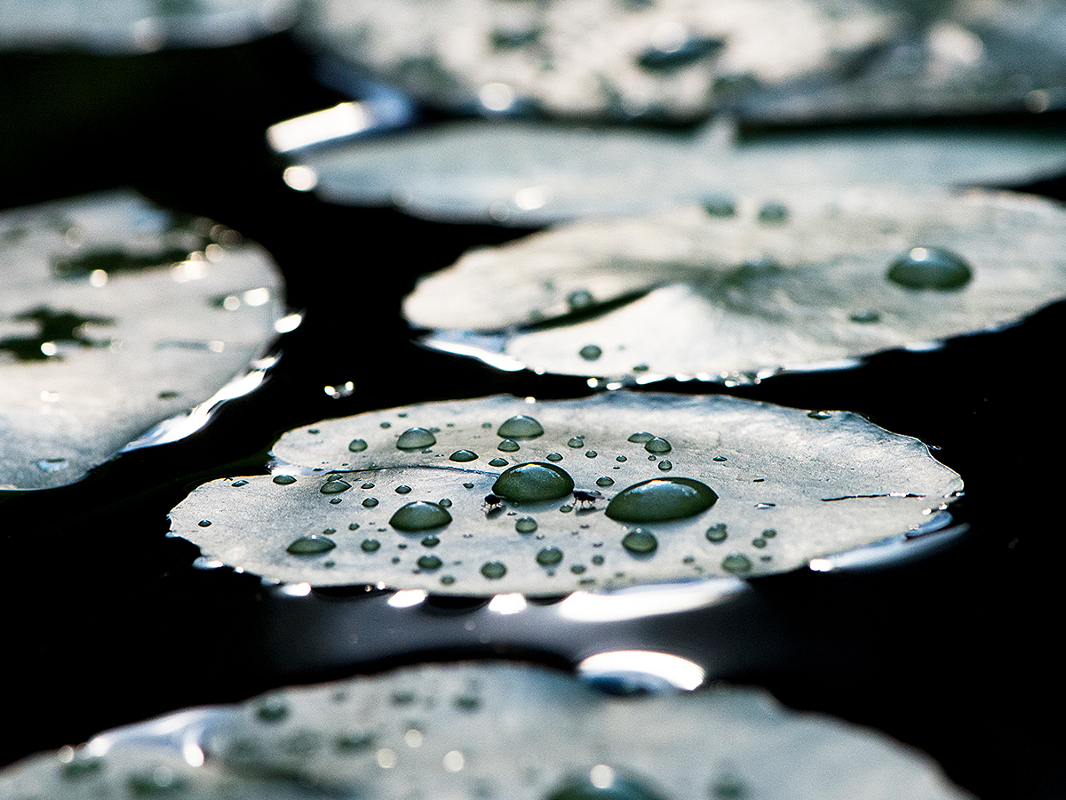 ISO 800 • 105mm • f10 • 1/1250