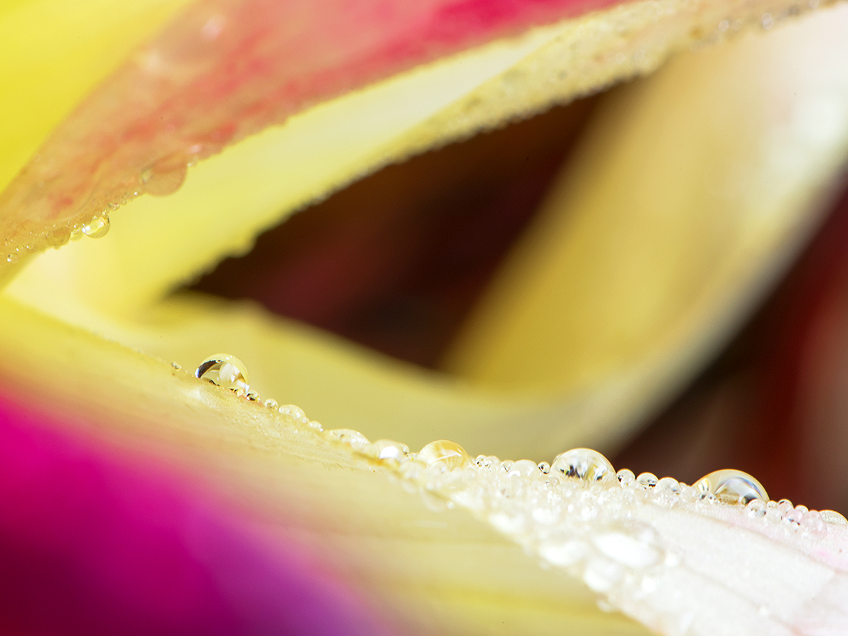 ISO 64 • 105mm • f22 • 1.3s (met tussenringen 12+20+36)