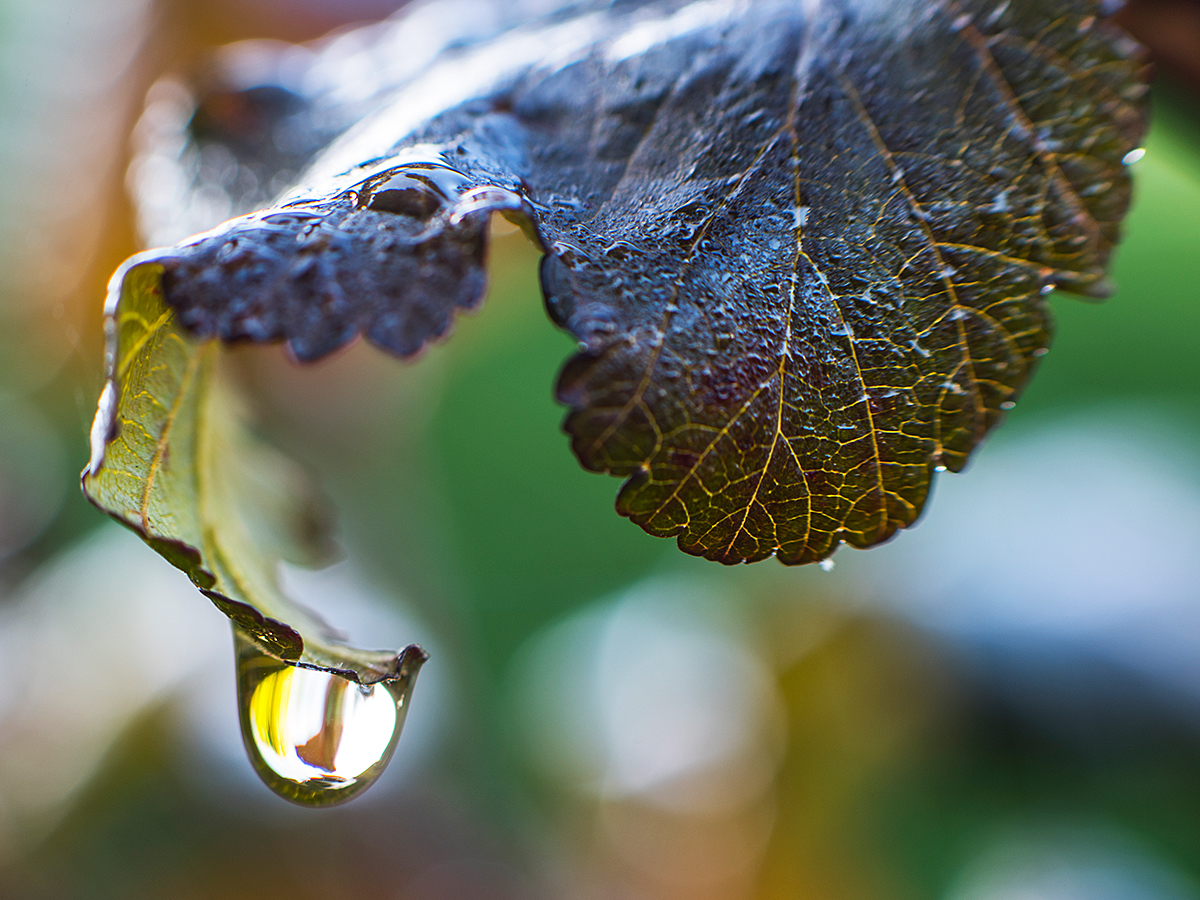 ISO 64 • 105mm • f6.3 • 1/8 (met tussenringen 12+20+36)