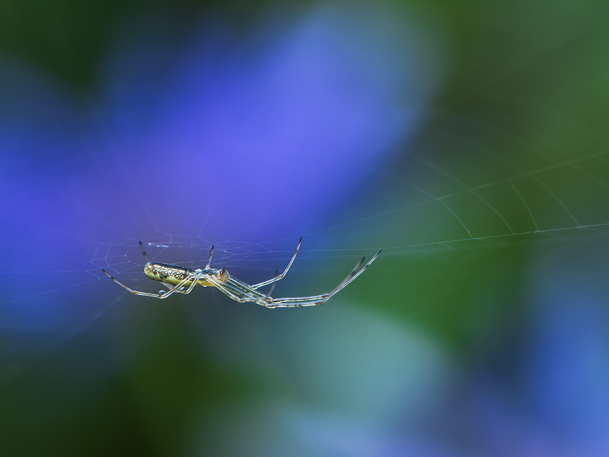 ISO 400 • 105mm • f13 • 1/30 (met tussenringen 12+20+36)