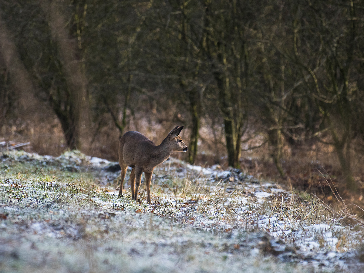 ISO 800 • 200-500mm • f5.6 • 1/1000