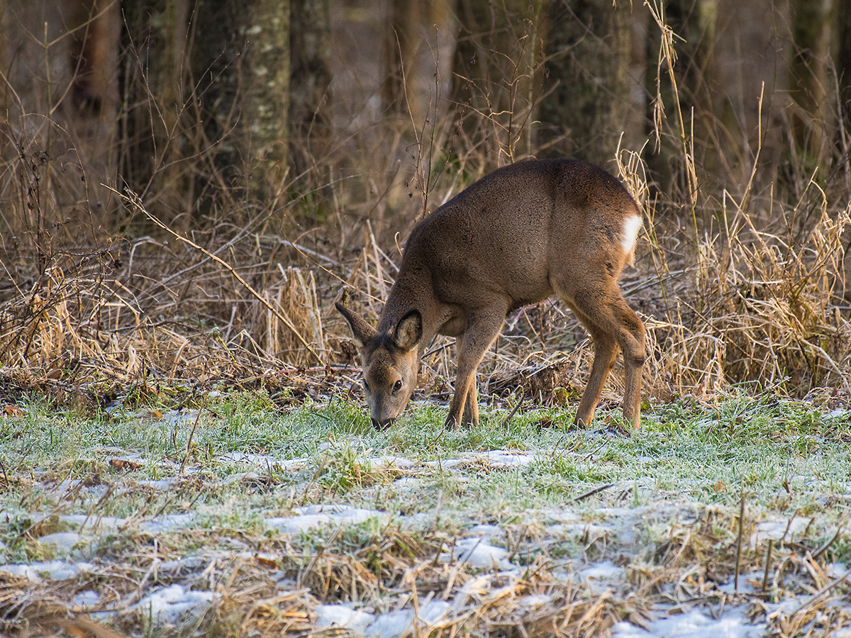 ISO 800 • 200-500mm • f5.6 • 1/1000