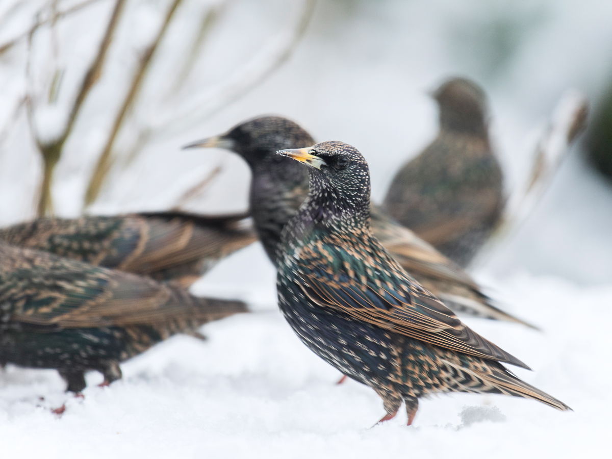 ISO 1000 • 200-500mm • f5.6 • 1/30