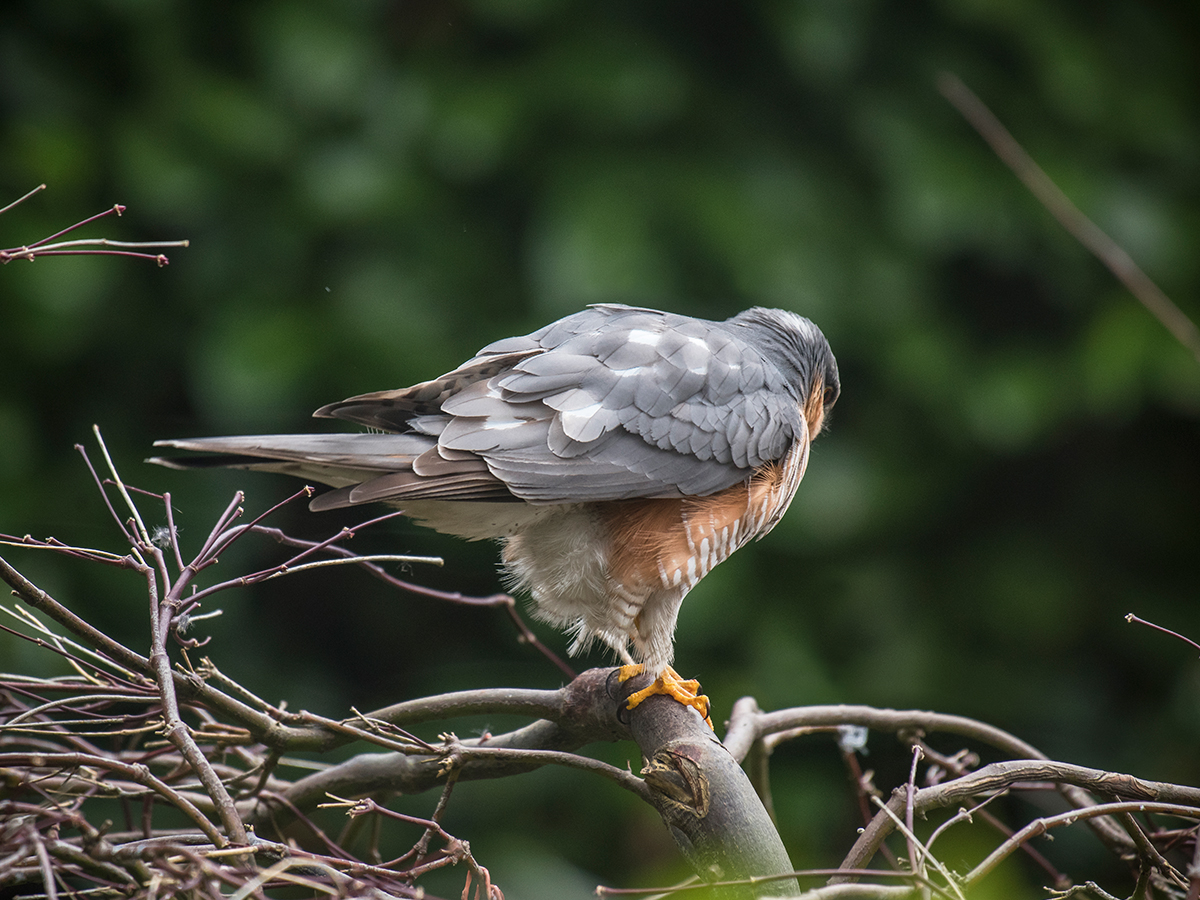 ISO 1000 • 200-250mm • f5.6 • 1/125