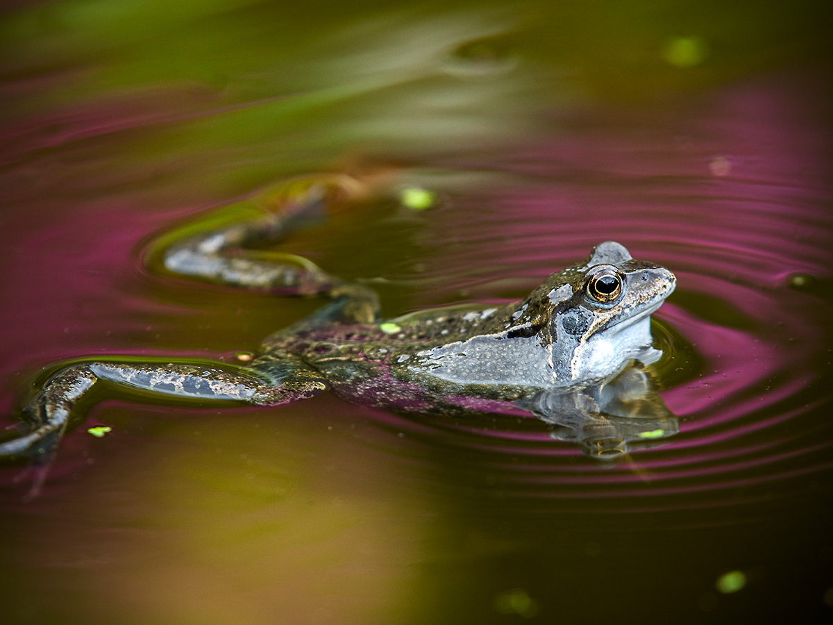 ISO 400 • 200-500mm • f5.6 • 1/160