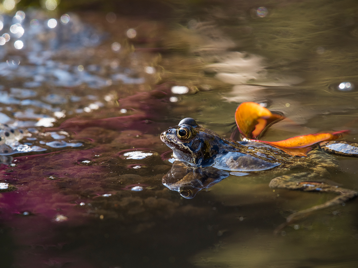 ISO 400 • 200-500mm • f8 • 1/320