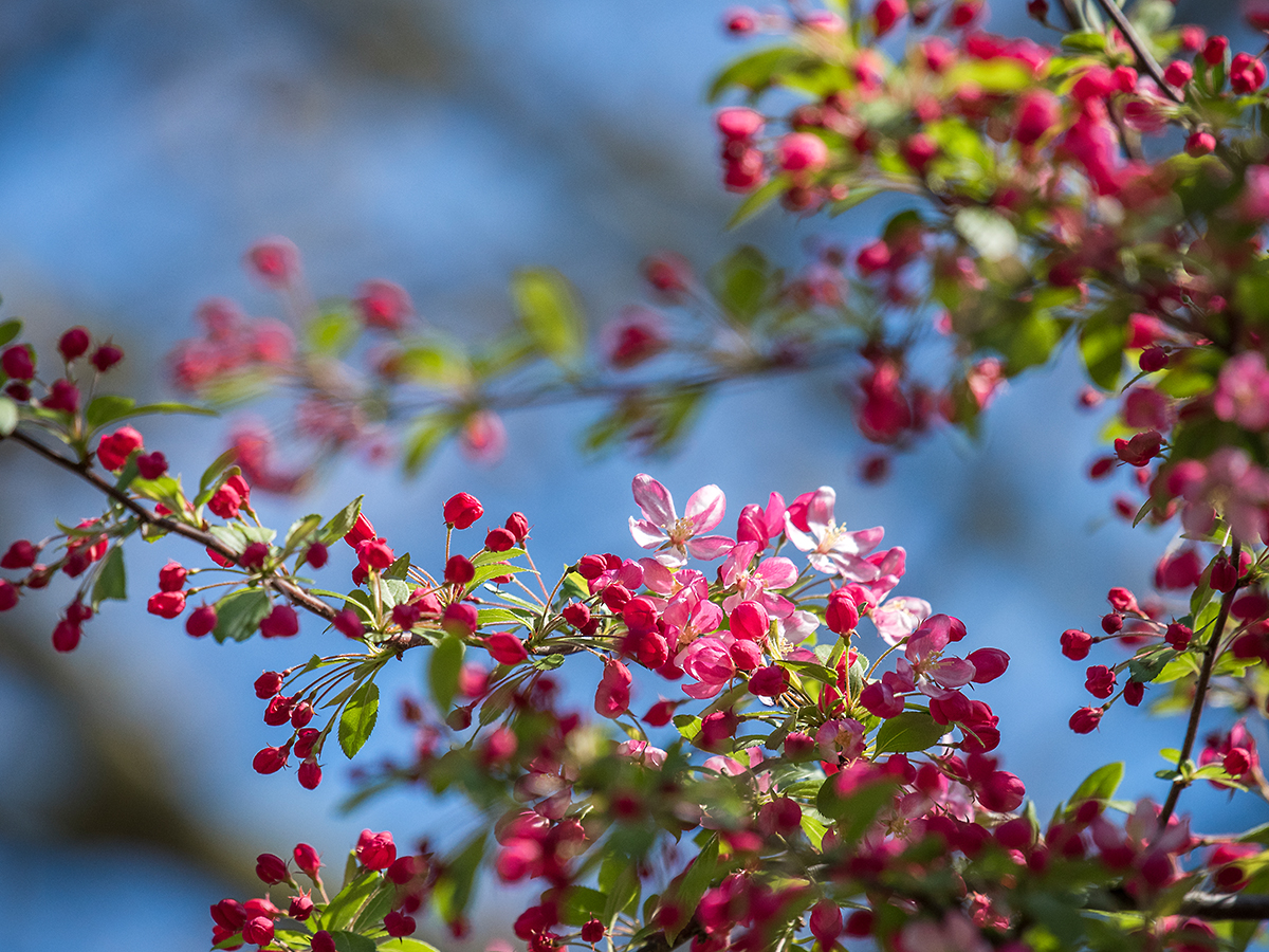 ISO 500 • 200-500mm • f5.6 • 1/2000