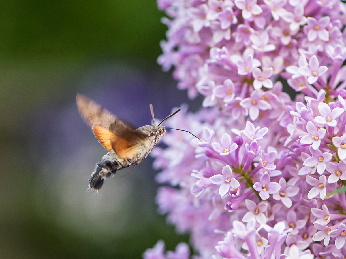 ISO 1000 • 105mm • f6.3 • 1/500