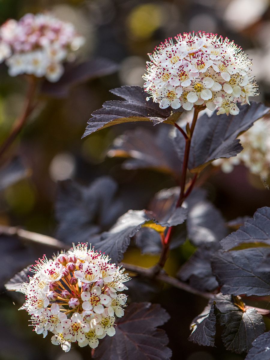 ISO 500 • 105mm • f8 • 1/500