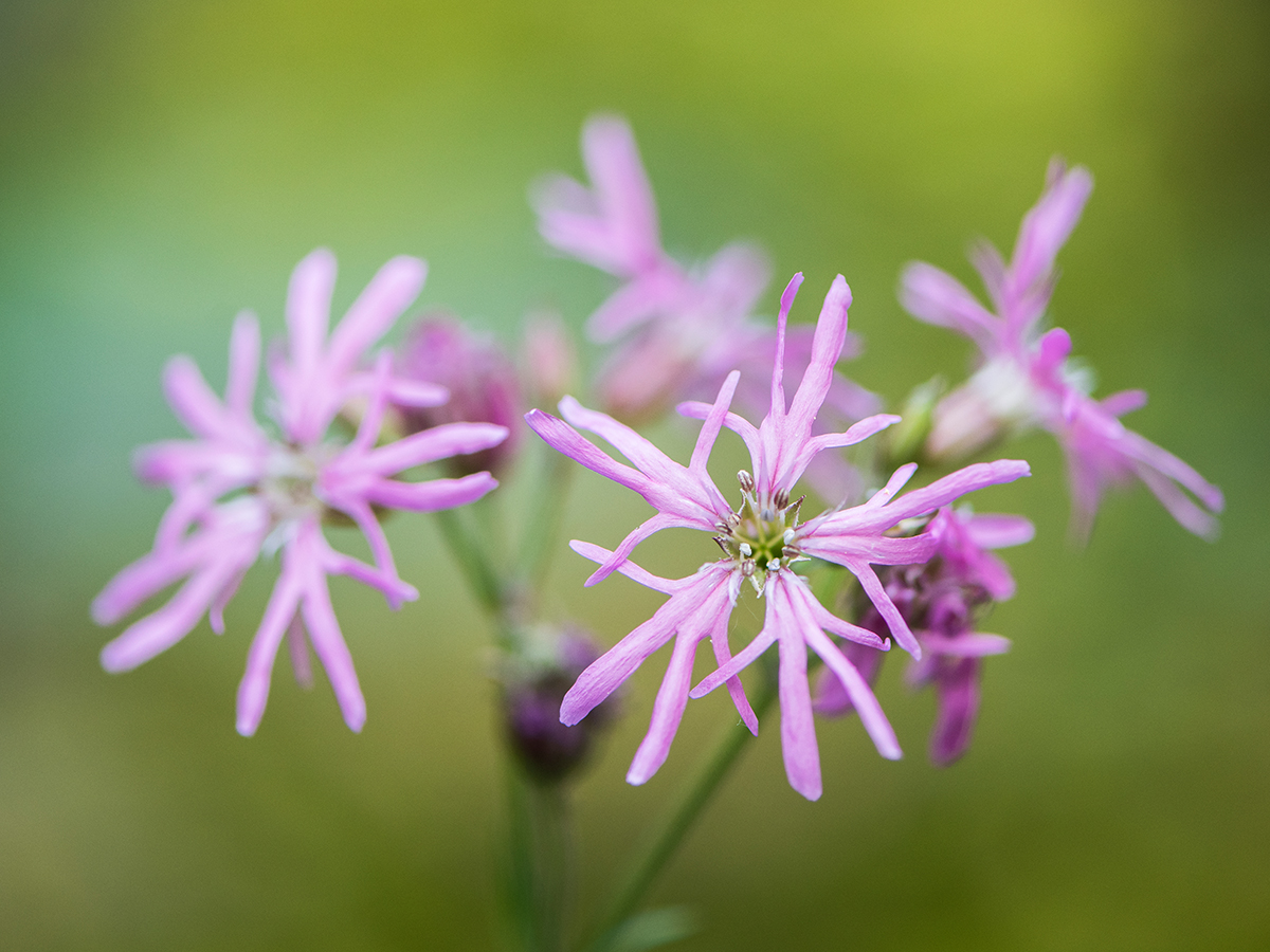 ISO 500 • 105mm • f4.5 • 1/400