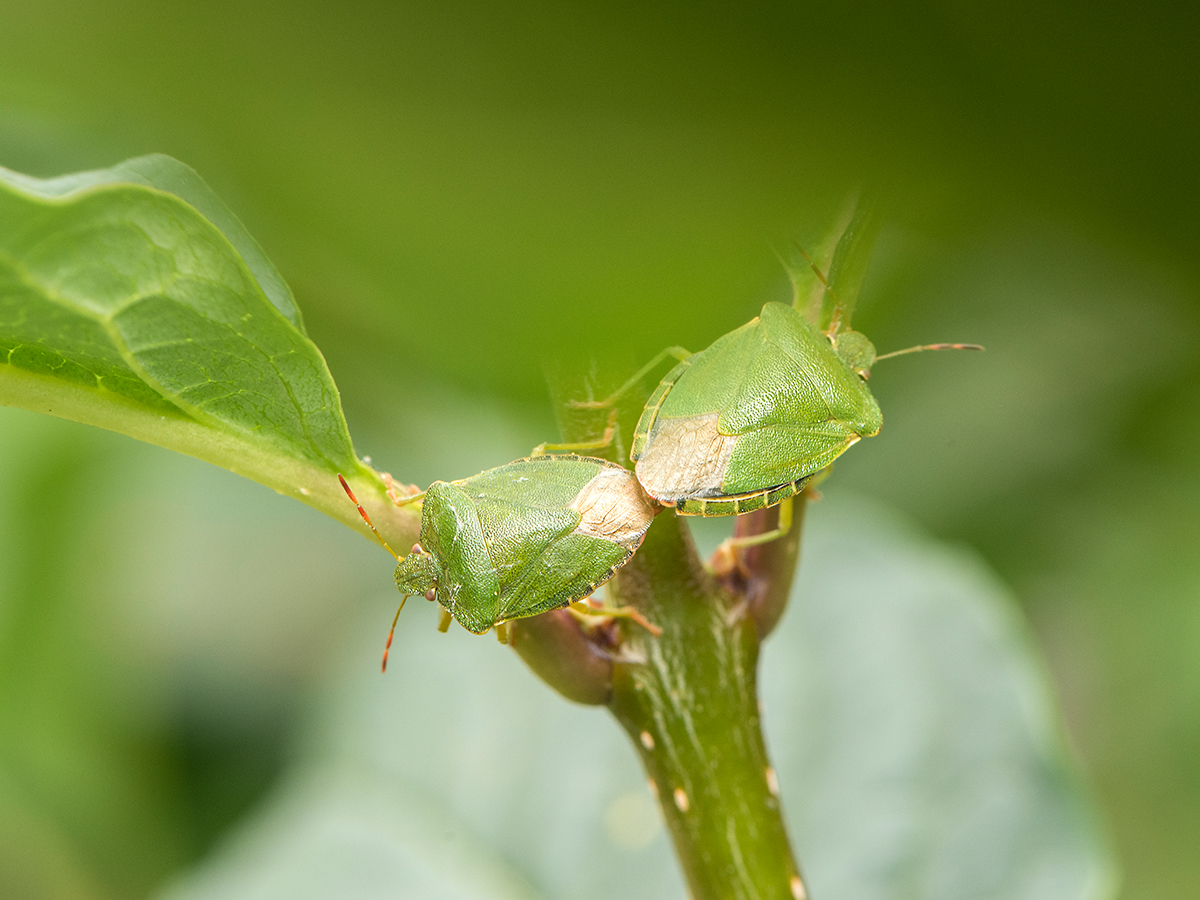 ISO 800 • 105mm • f13 • 1/200