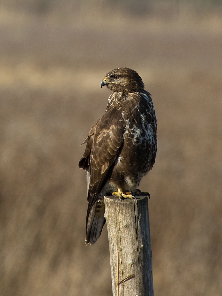buizerd web