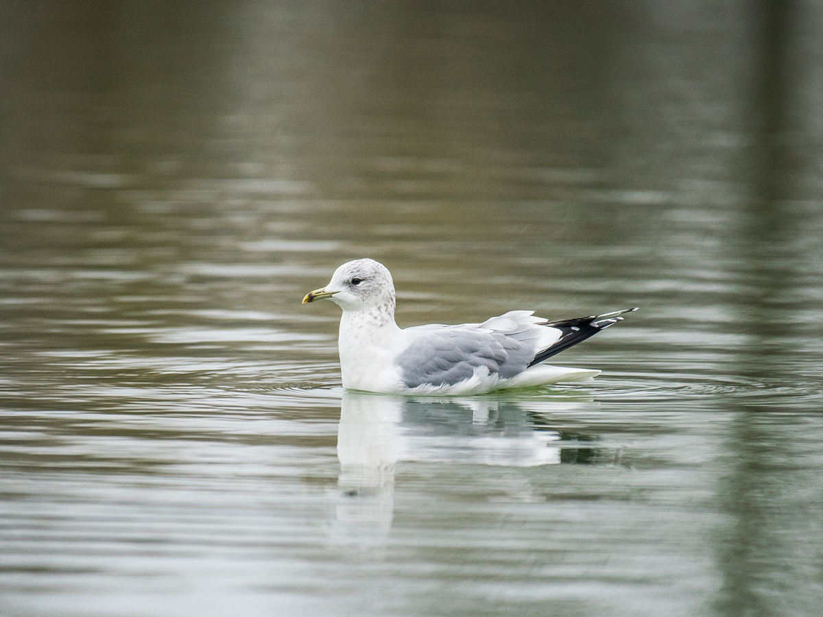 ISO 1000 • 200-500mm • f5.6 • 1/500