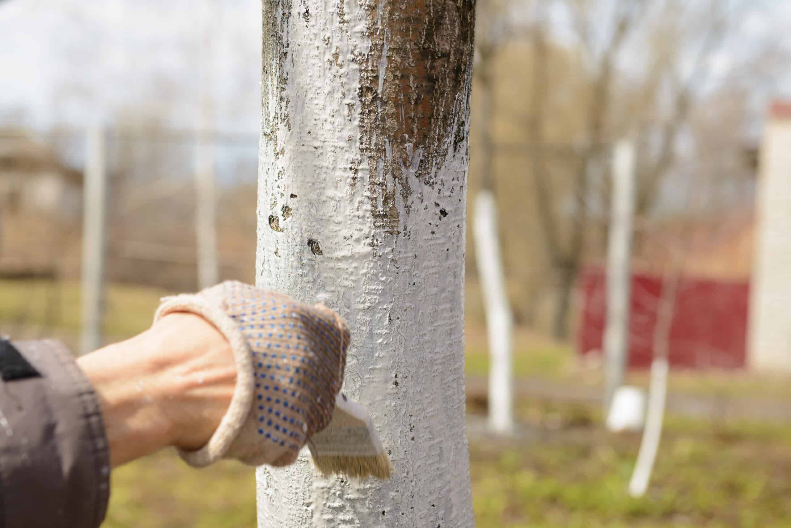 Why Are Trees Painted White? (Whitewashing) Wood Questions