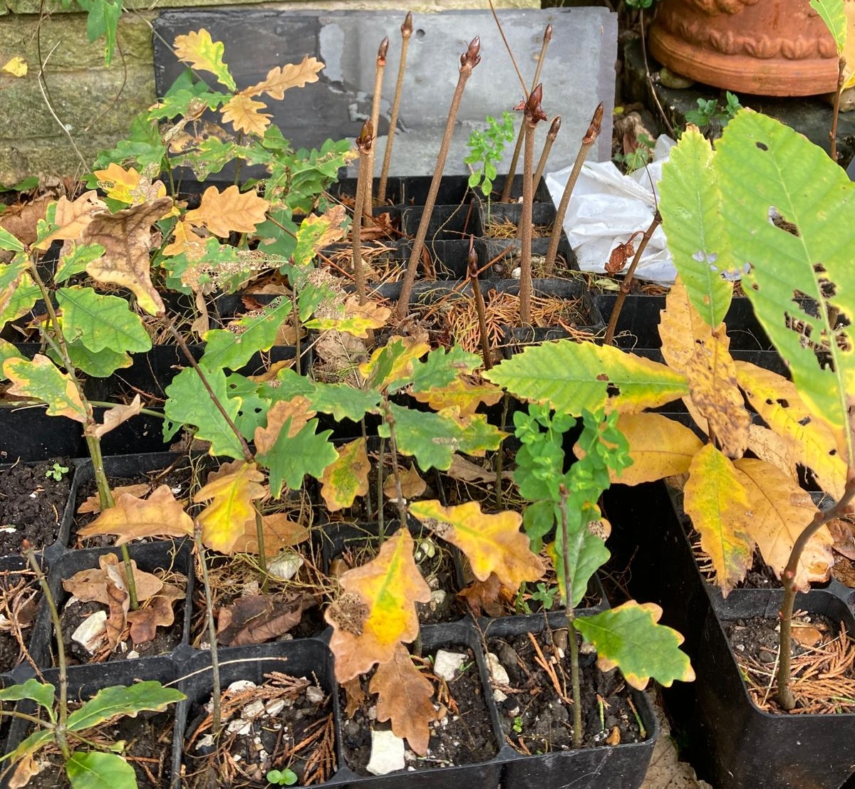 Queen's Park School saplings