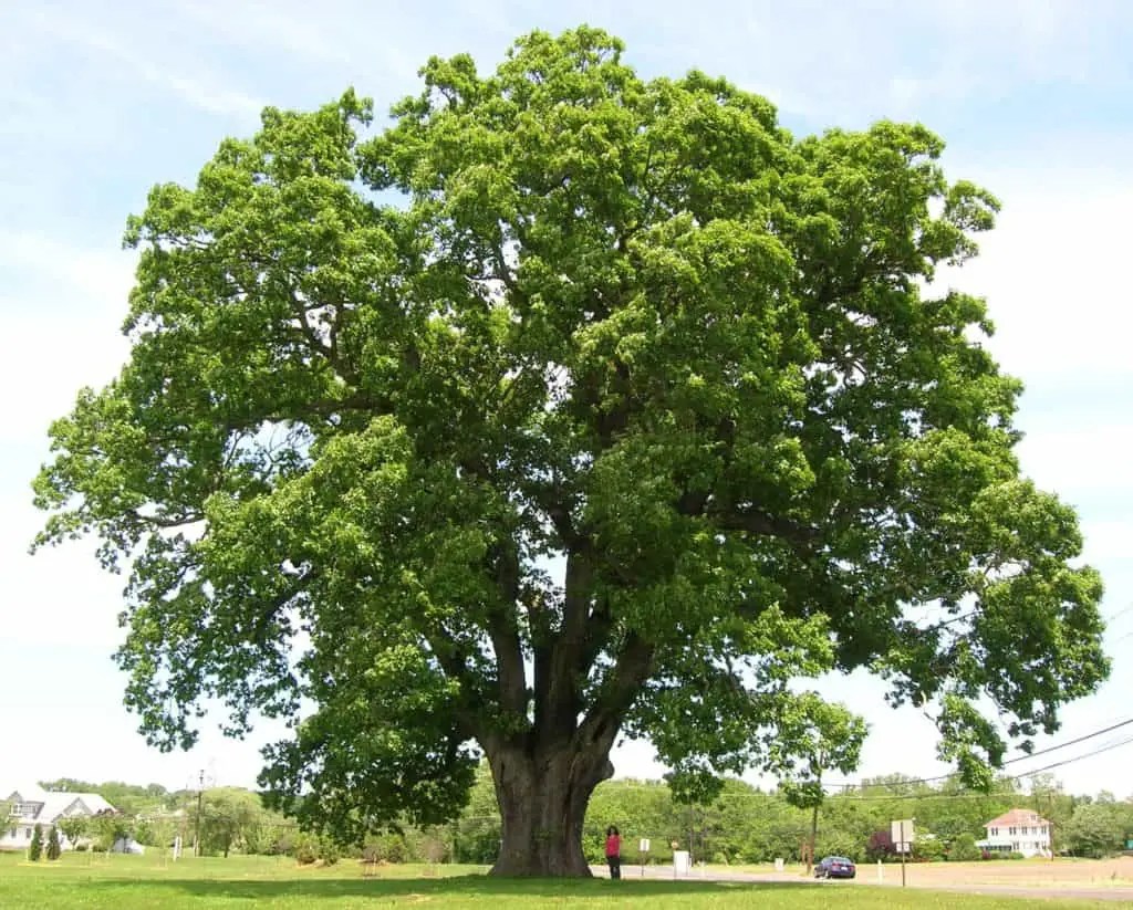 Properties of oak wood (explained)