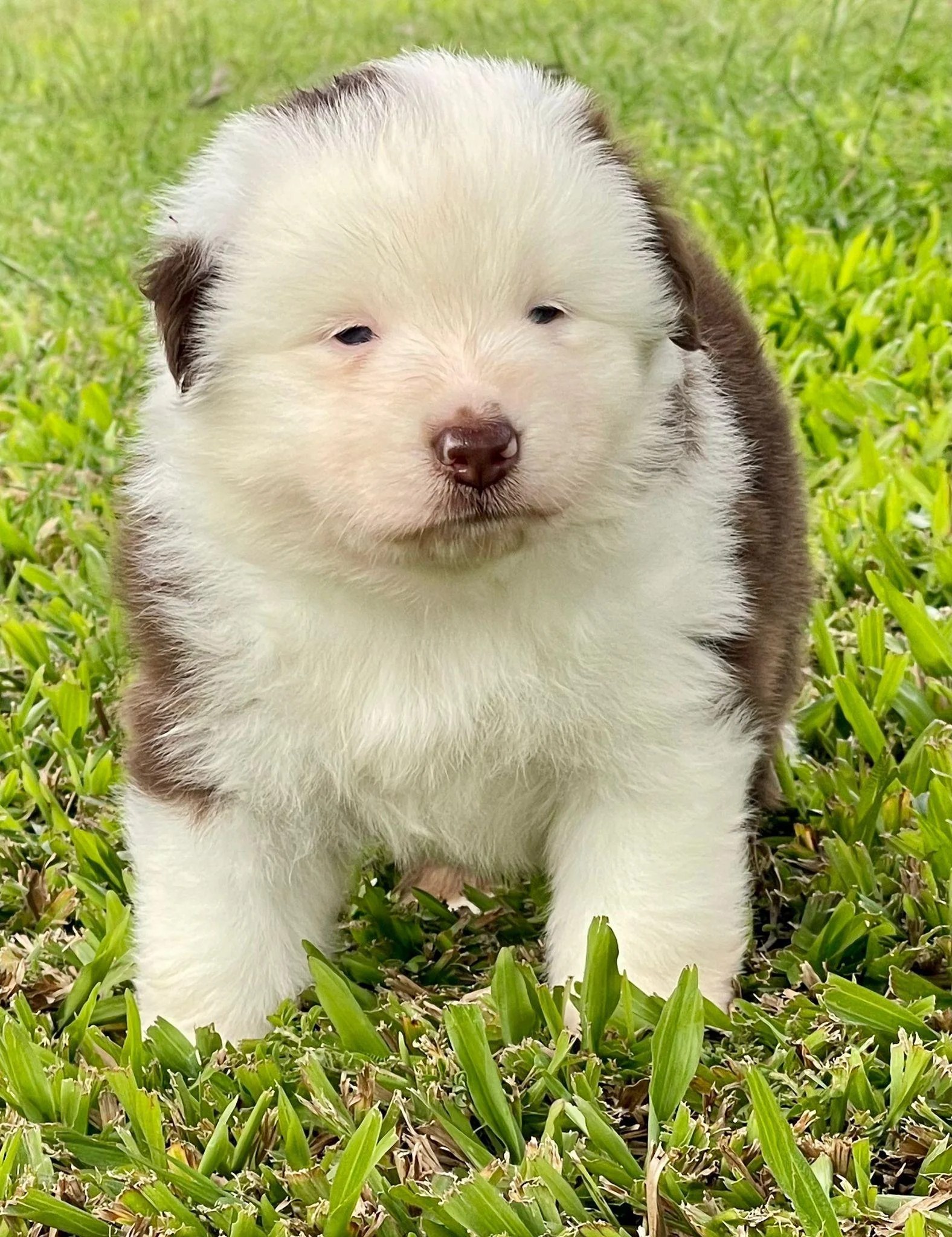 Mini Australian Shepherd on the grass | Why the Cutest Puppy Isn't Always Right