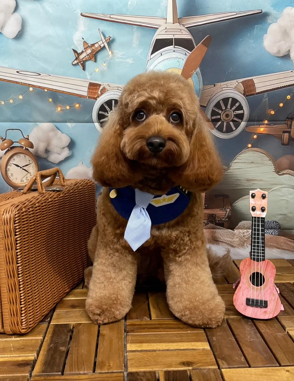 Cockapoo Puppy Soft Curly Coat