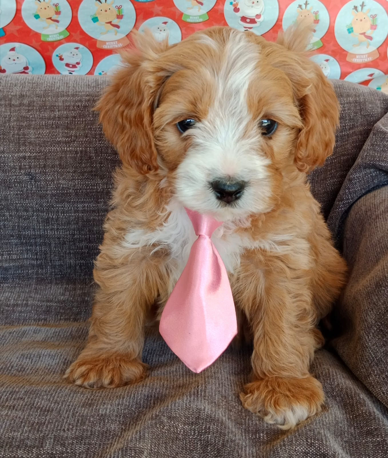 Parti Cavapoo puppy with a soft curly coat and a bright playful expression