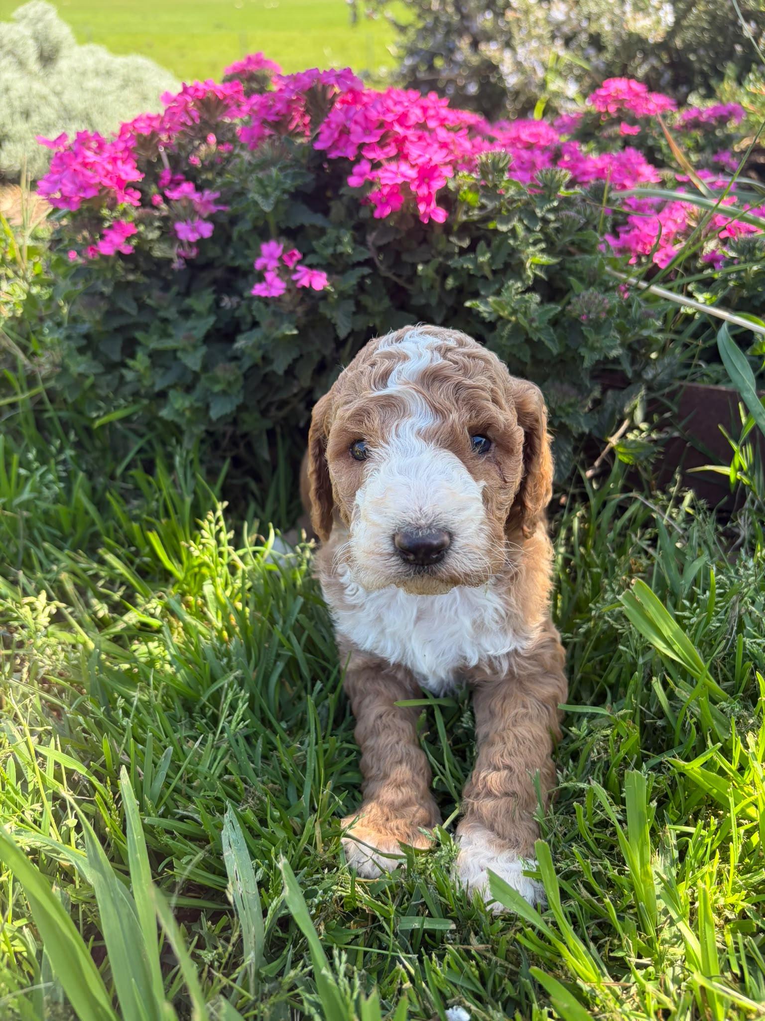 Perdita, a brown and white Standard Poodle puppy sitting on the grass