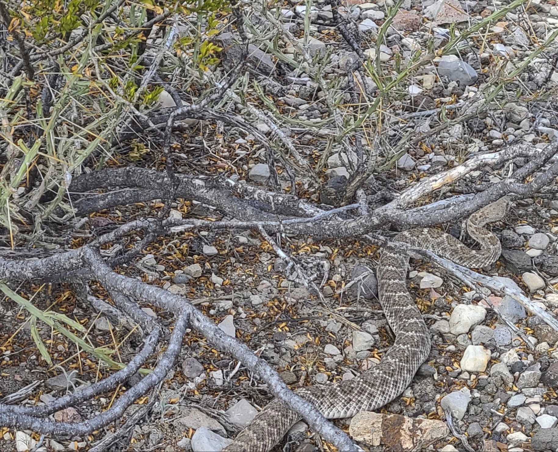 Diamondback Rattlesnake in Big Bend region of Texas