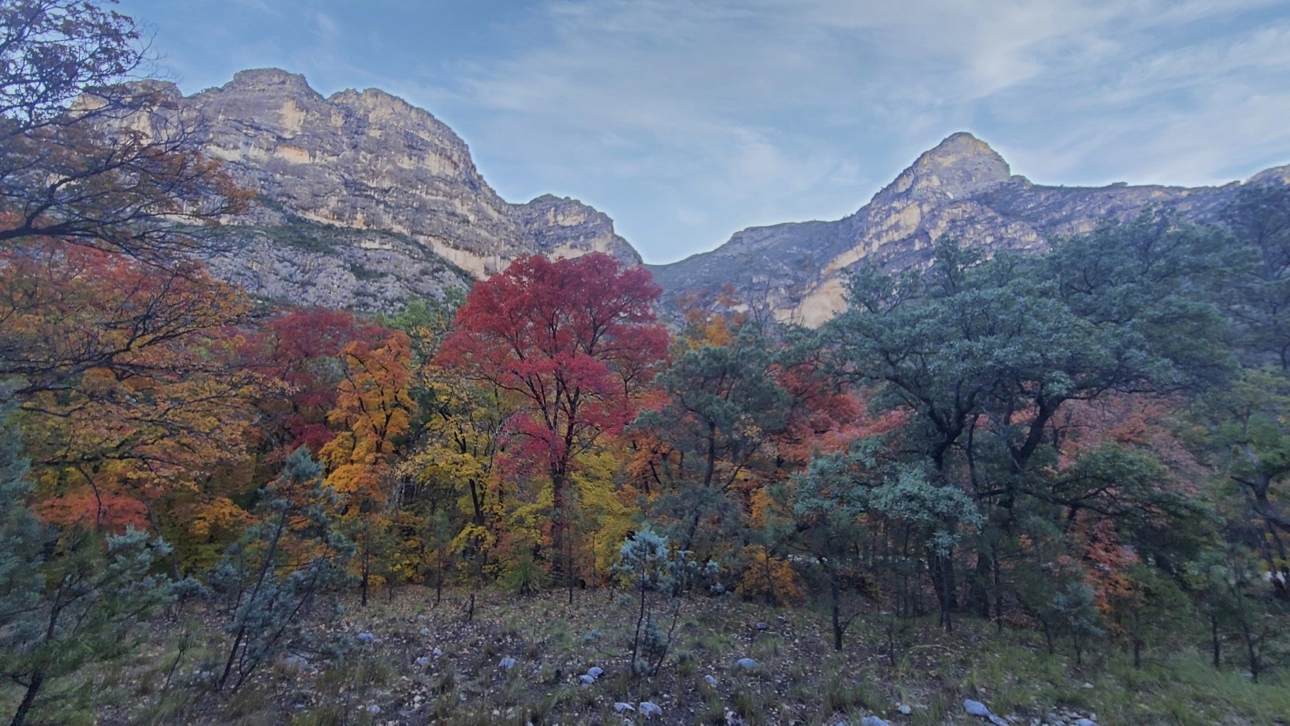 Fall foliage in McKitrick Canyon, Guadalupe Mountains National Park