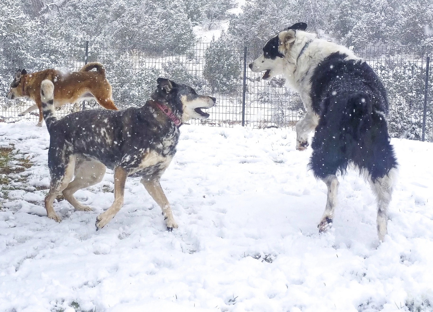 Our dogs playing in the snow