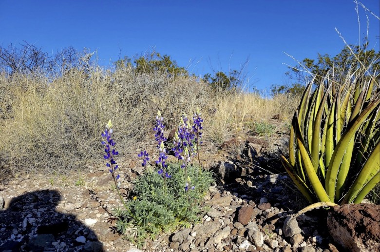 Big Bend Bluebonnets