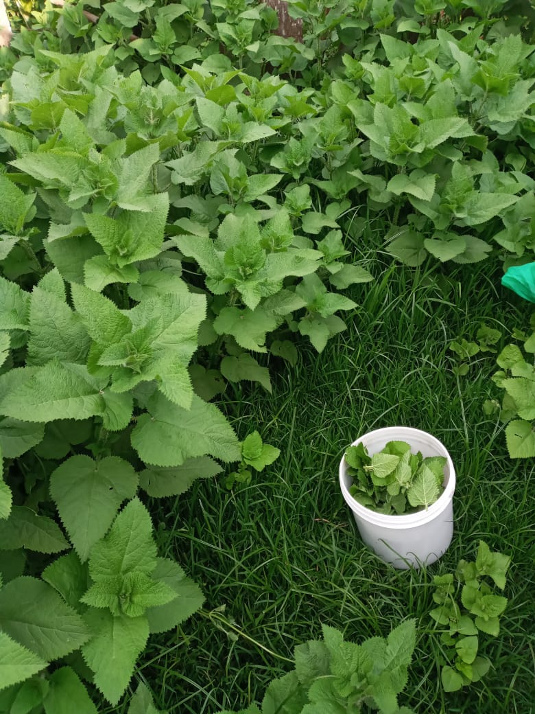 Stinging nettle vegetable kenyan recipe