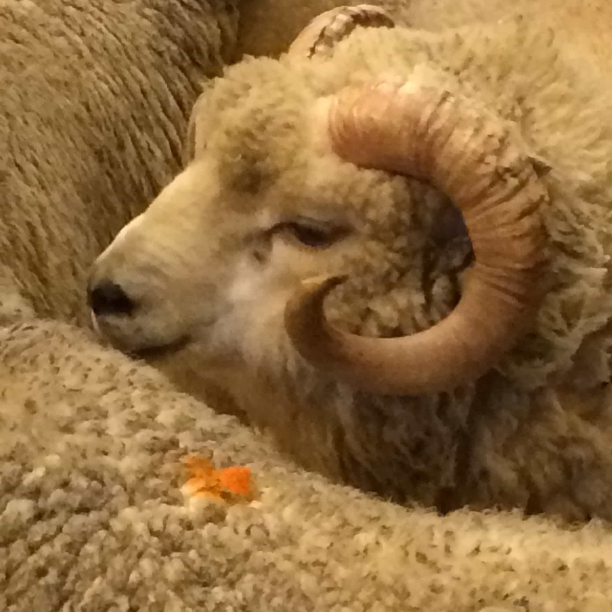 look at that face and those horns...and that fleece!