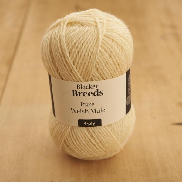 Welsh Mule