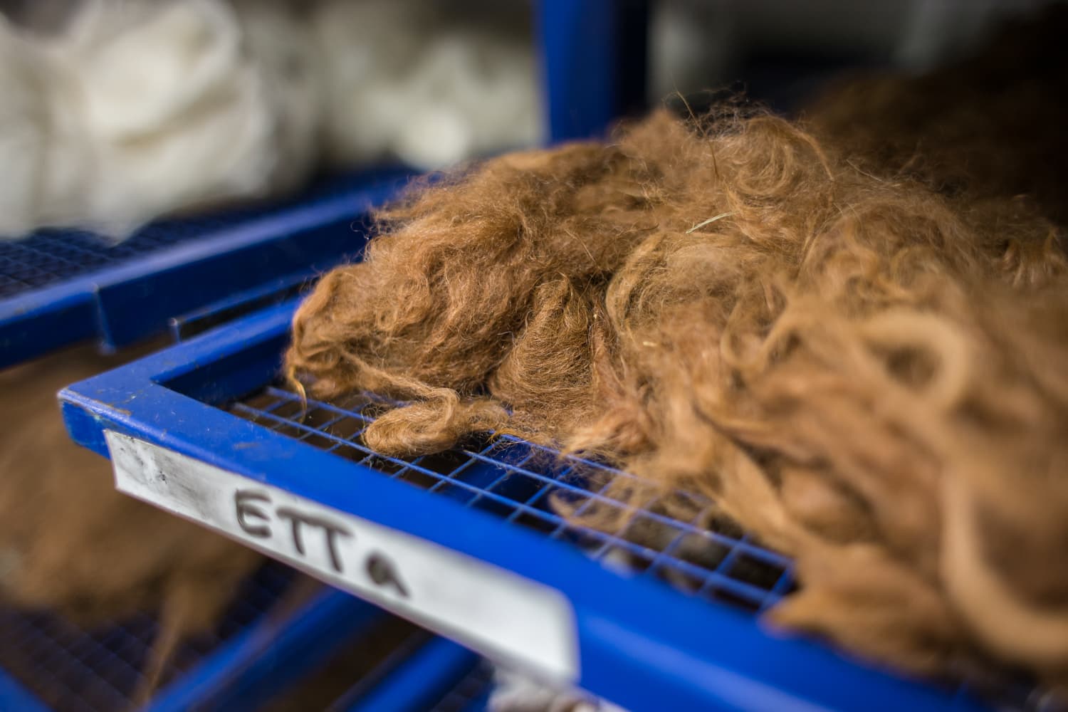 The alpaca fibre is laid out to dry