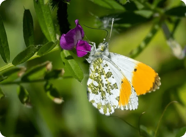 TIPSTER의 모든 것 스포츠 배팅 팁 제공자란?