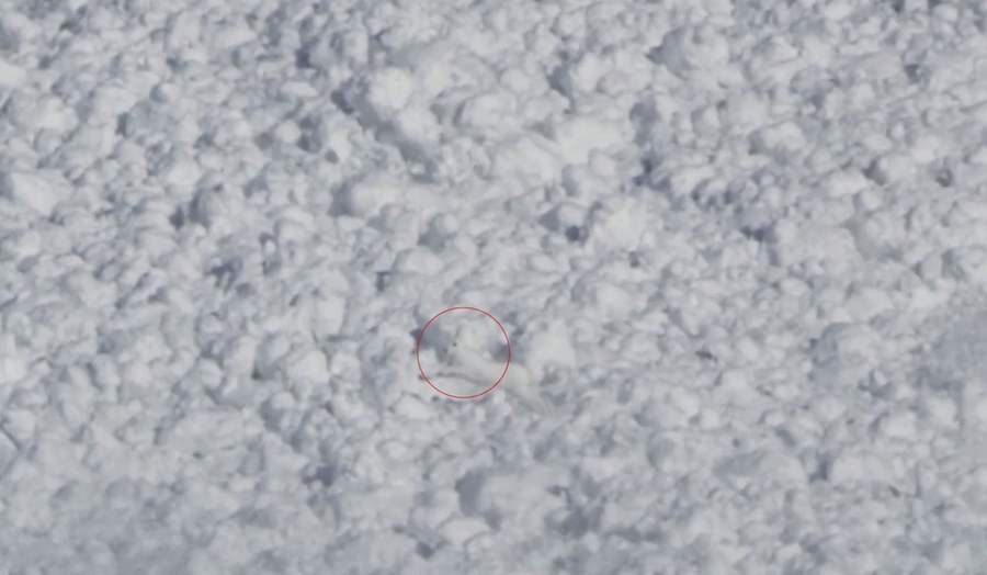 Rabbit in Avalanche
