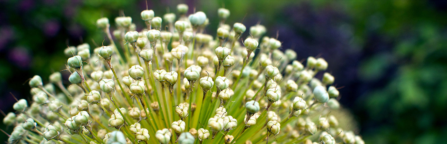 Redirection, Plugin Wordpress