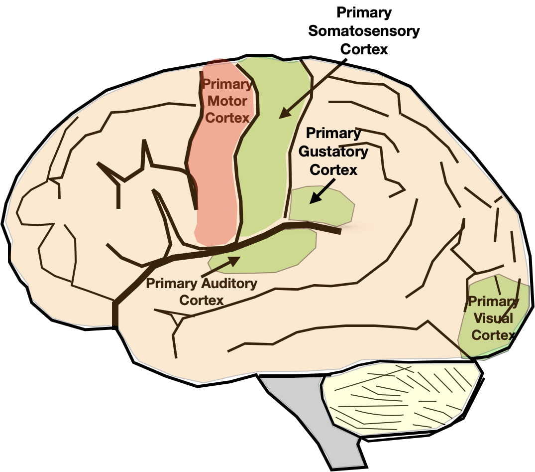 Main brain