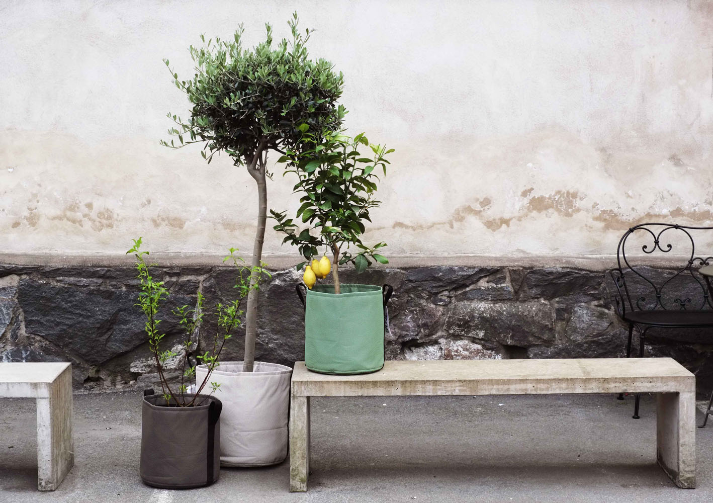 Three big plant pots with different trees