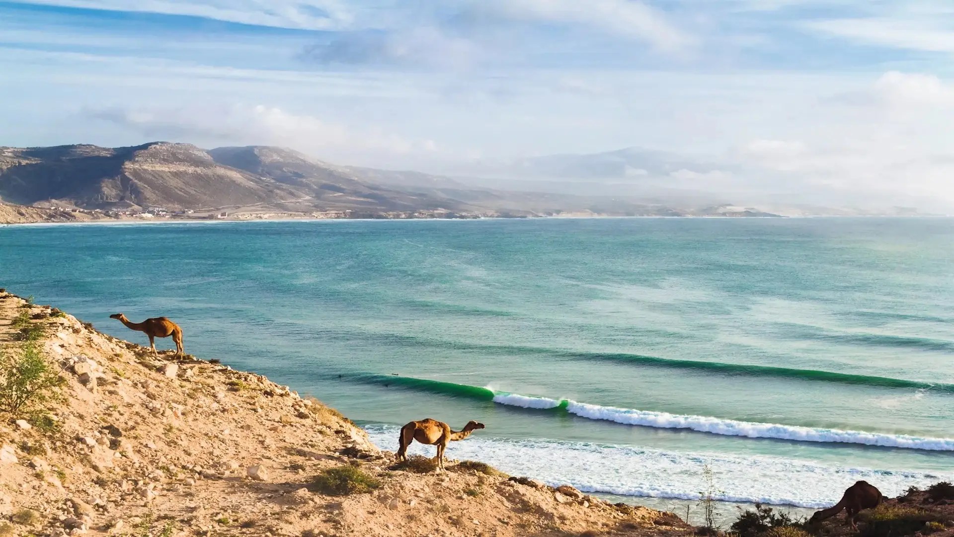 Two camels stand on a rocky hillside overlooking a turquoise sea with gentle waves—an inviting spot near Sunset Surfhouse, perfect for beginner surf lessons. Majestic mountains and a partly cloudy sky complete the stunning Moroccan vista.