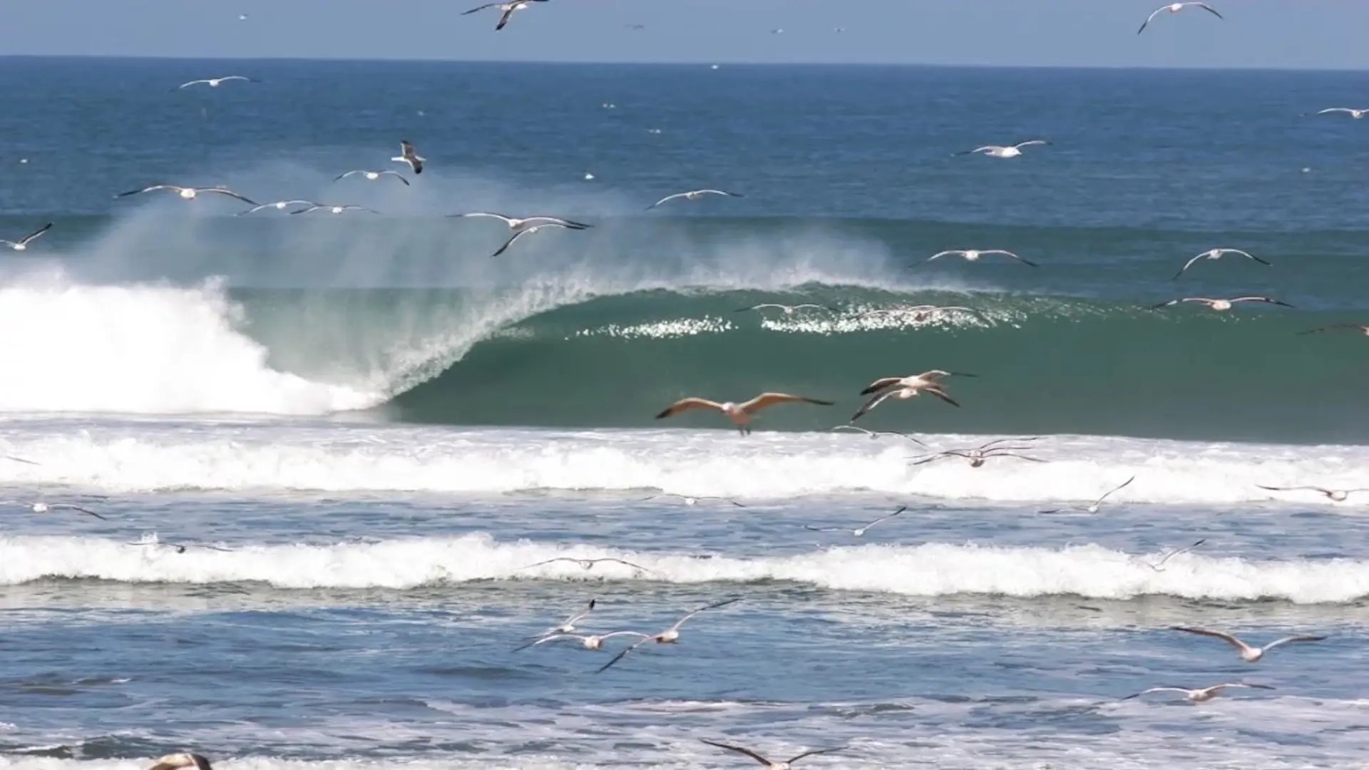 Seagulls fly above ocean waves rolling toward the shore on a sunny day, with a large green wave curling in the background—perfect conditions for beginner surf lessons or joining a surf camp Tamraght.