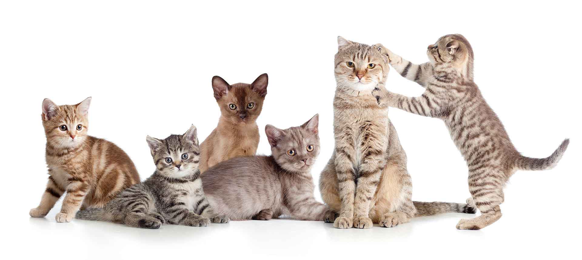 Ehemalige Katzen