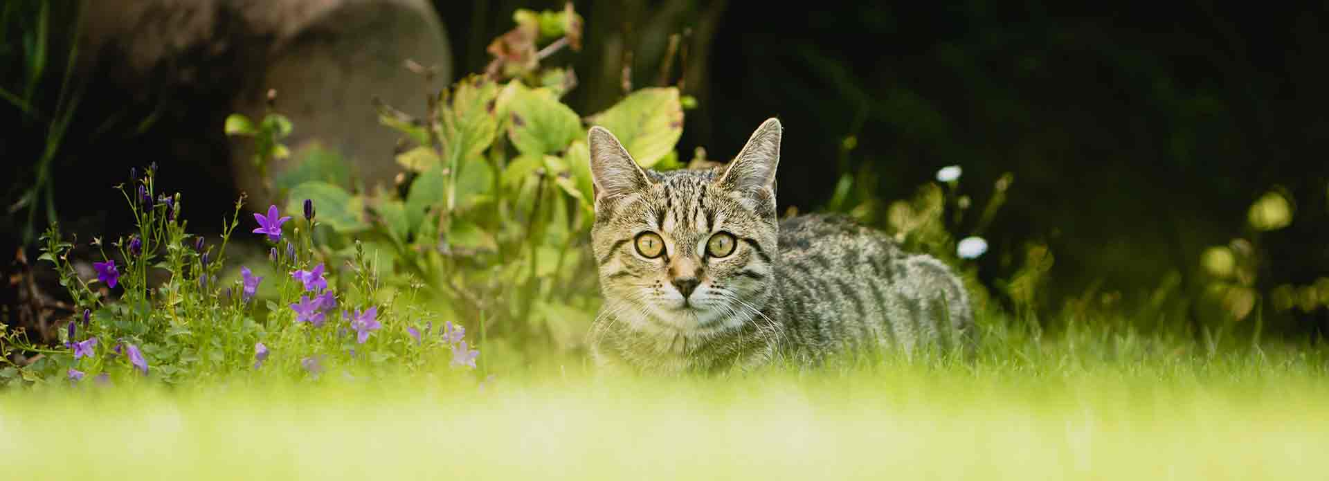 Web-Complett Katzen