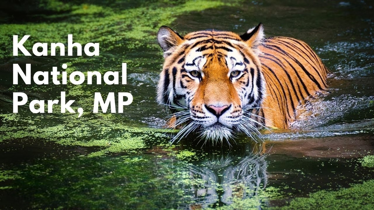 Nagpur Airport To Kanha National Park Distance wordzz.com